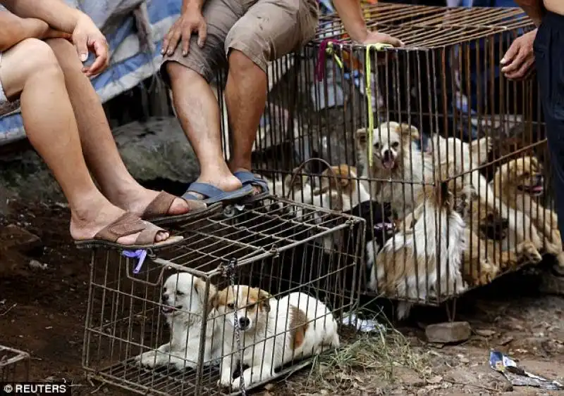 venditori di cuccioli in cina