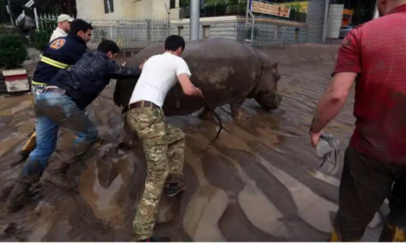 zoo tbilisi ippopotamo 8