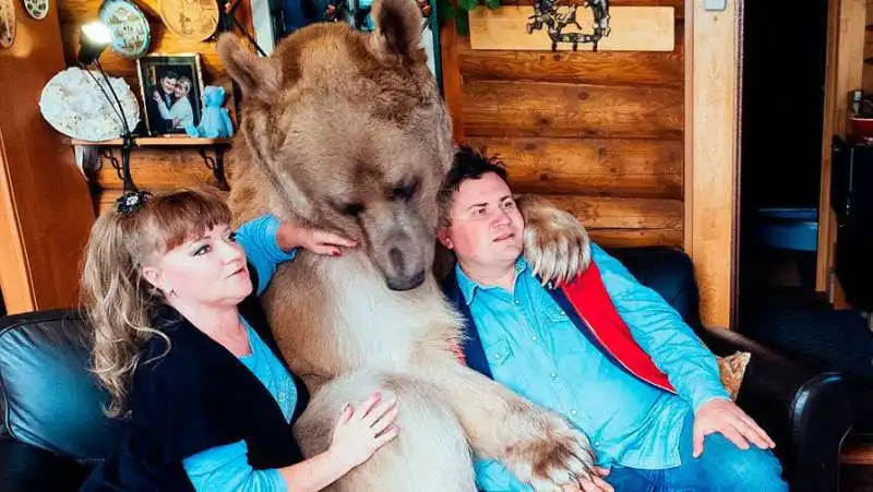 l orso stepan adora guardare la tv con i genitori