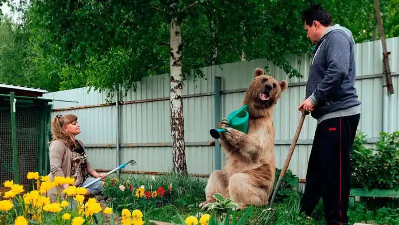 l orso stepan innaffia il prato