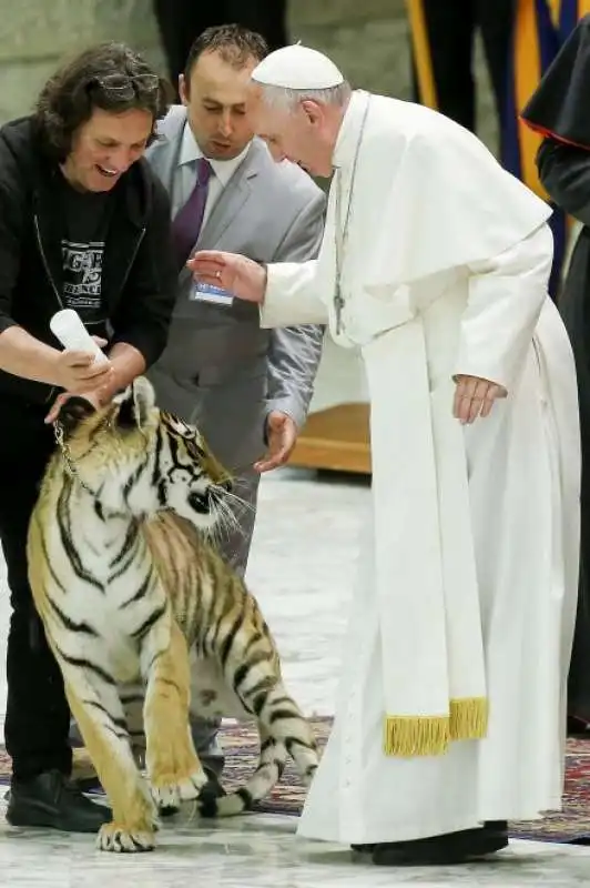 papa bergoglio accarezza la tigre     