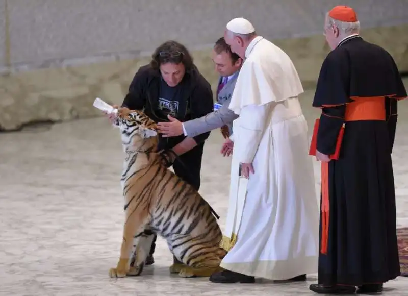 papa bergoglio accarezza la tigre   