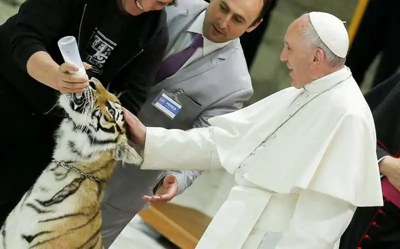 papa bergoglio accarezza la tigre