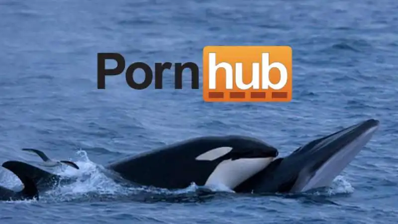 PORNHUB SAVE THE WHALES