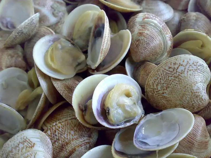 VONGOLE