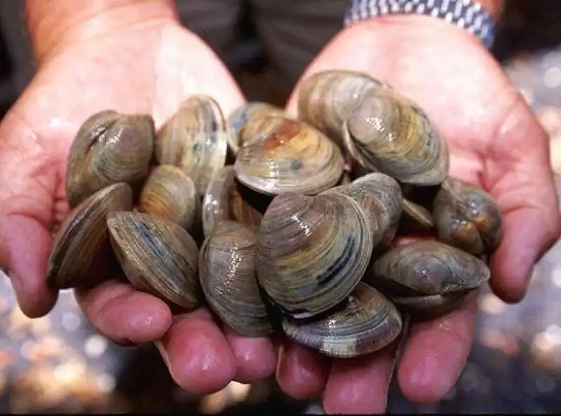 VONGOLE