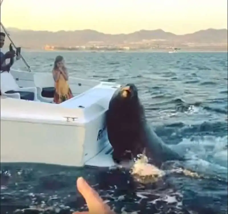 la foca appare a cabo in messico