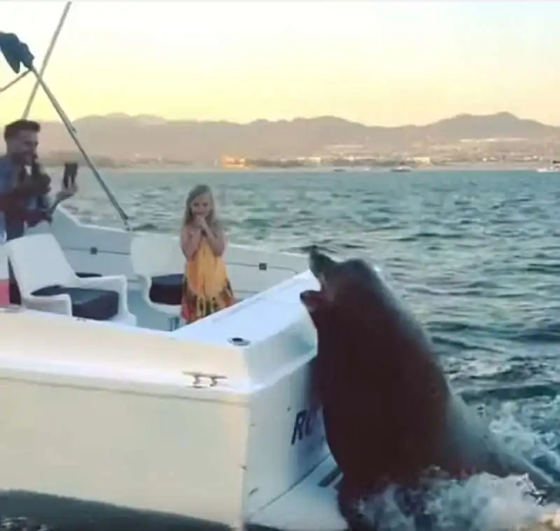 la foca supplica per il pesce