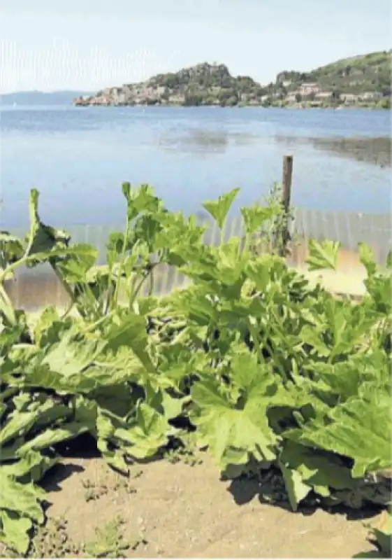 LAGO DI BRACCIANO SICCITA'