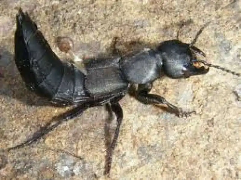 mosca soldato