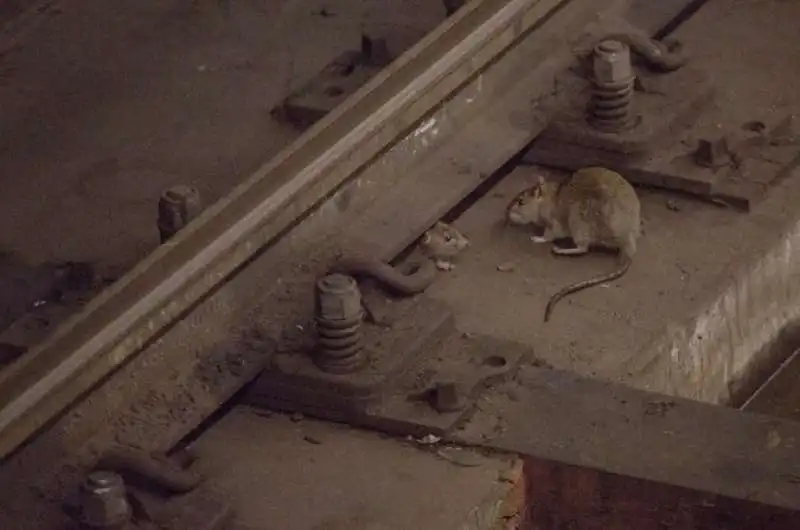 topi sotto la metro di new york