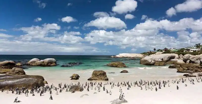 boulders beach, south africa