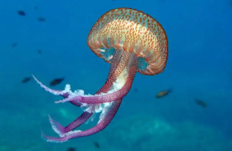 pelagia noctiluca