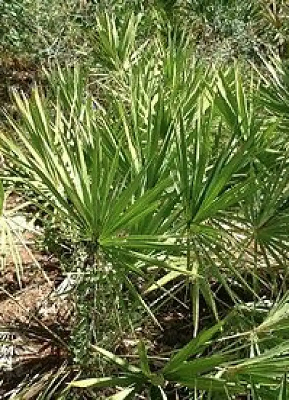 serenoa repens