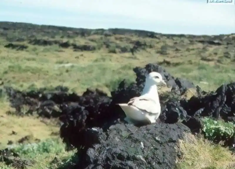 surtsey 11