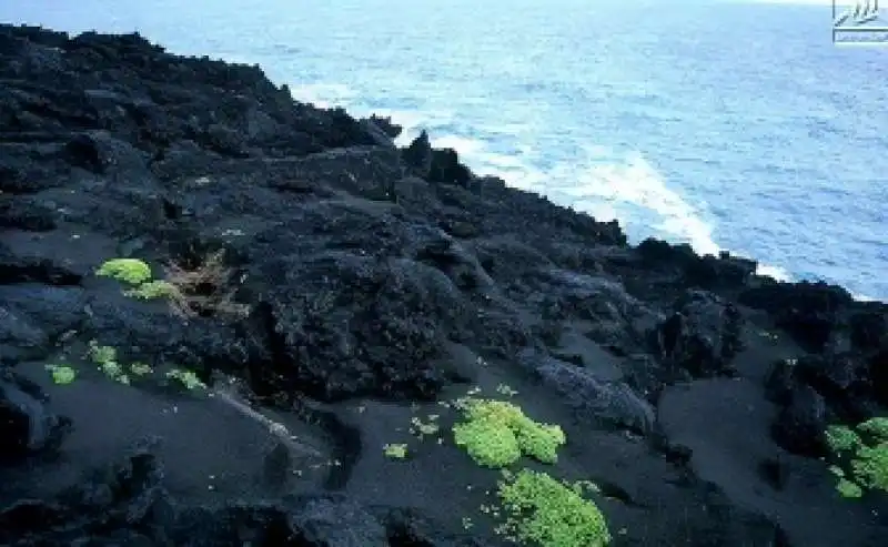 surtsey 9