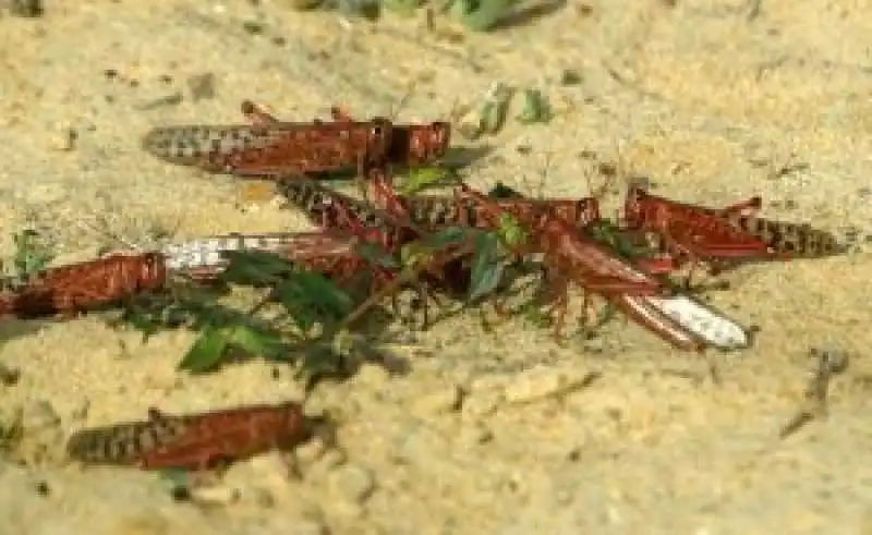 invasione cavallette in sardegna 1