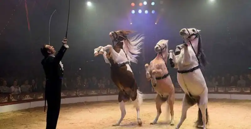 ologrammi di animali al circo 7