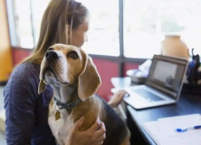 animali sul posto di lavoro 2