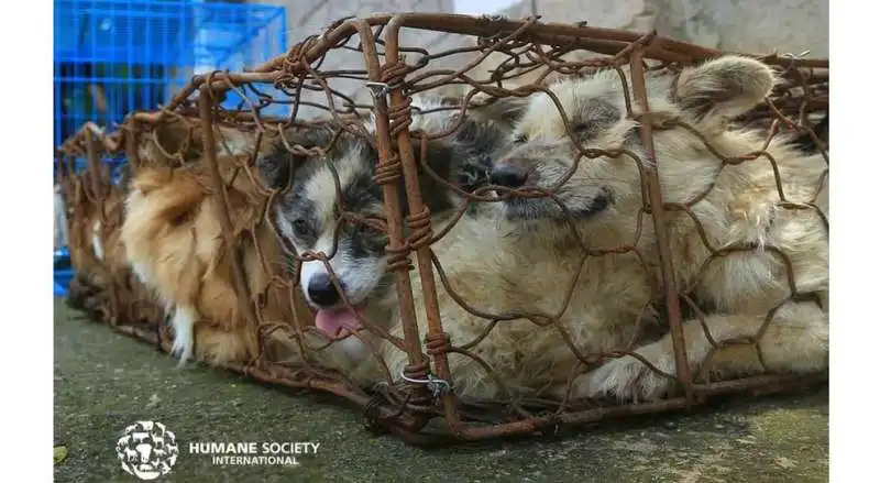 festival di yulin in cina