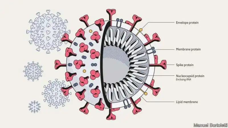 LA PROTEINA SPIKE DEL CORONAVIRUS 1