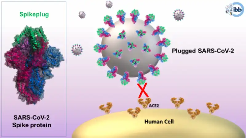 LA PROTEINA SPIKE DEL CORONAVIRUS