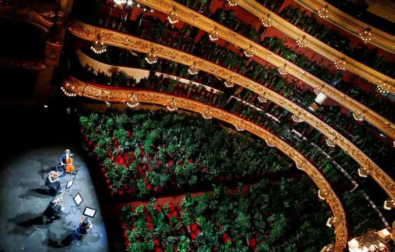 piante in platea al gran teatro del liceu di barcellona 13