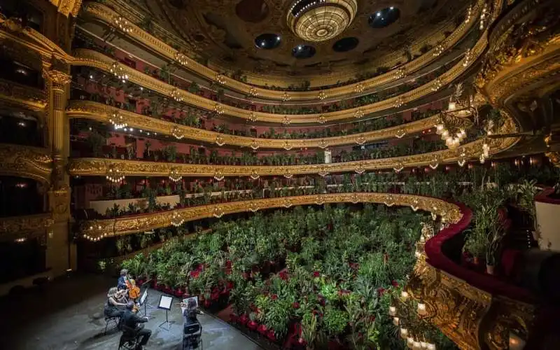 piante in platea al gran teatro del liceu di barcellona 6