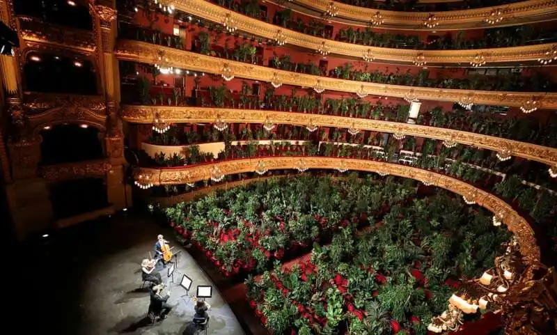 piante in platea al gran teatro del liceu di barcellona 9