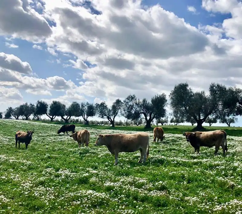 agricola-boccea - agricoltura biodinamica