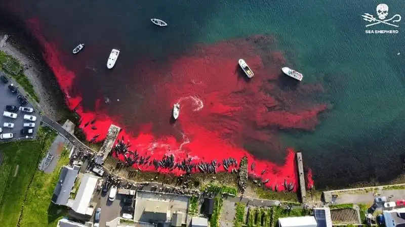 Cacciatori di balene isole Faroe 4