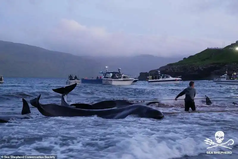 Cacciatori di balene isole Faroe 8