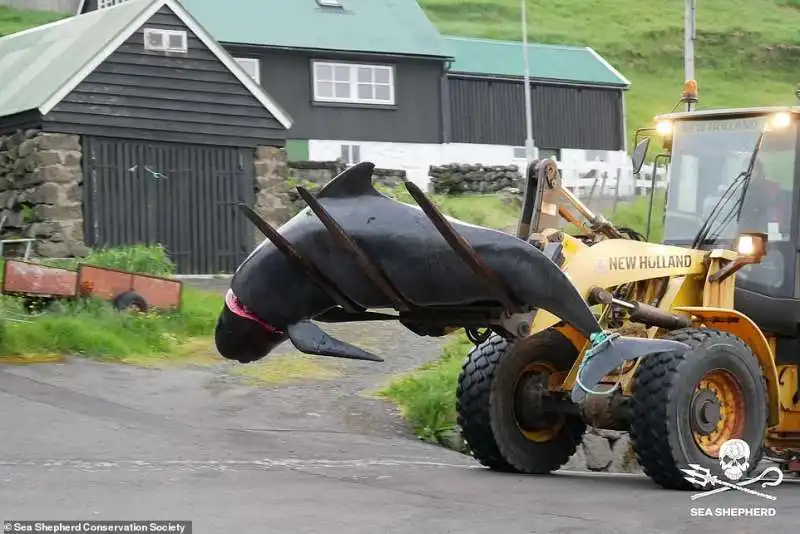 Cacciatori di balene isole Faroe 9