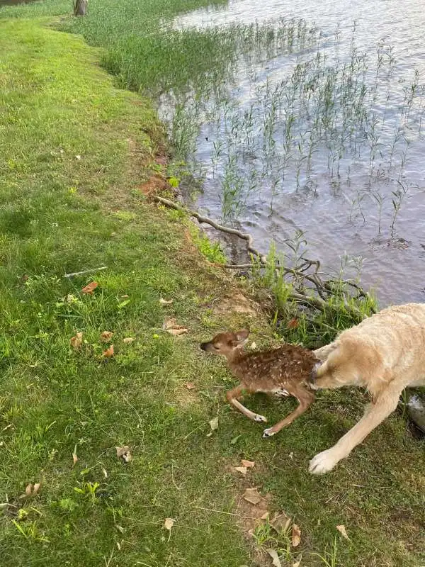 Cane salva cerbiatto 3