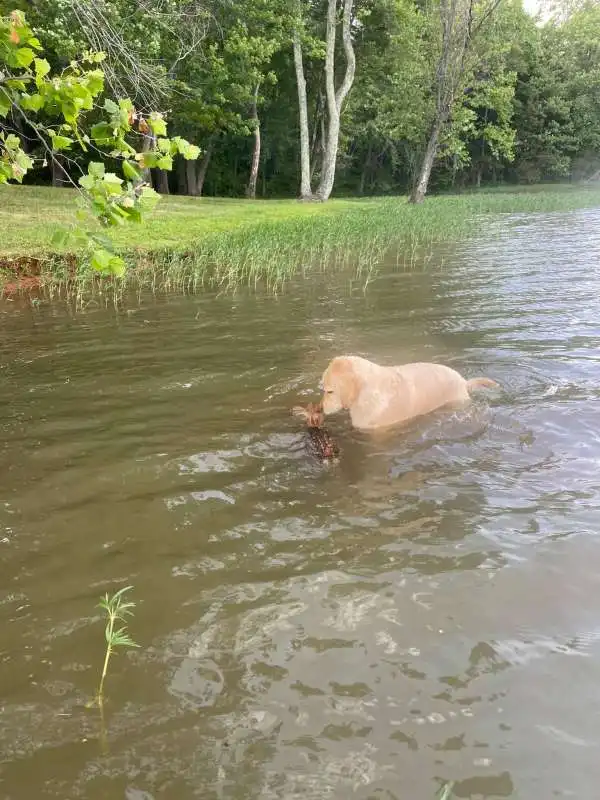 Cane salva cerbiatto 4