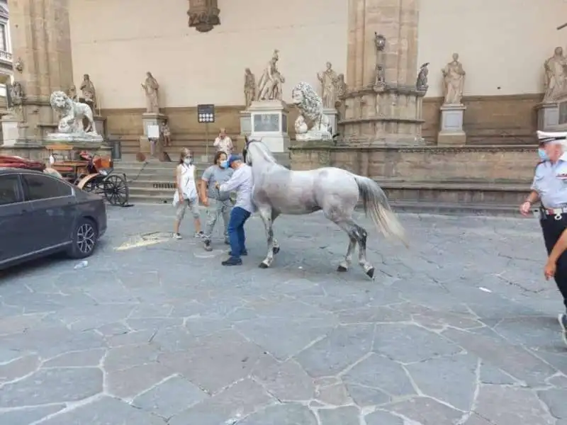 cavallo imbizzarrito sull'auto della lamorgese 