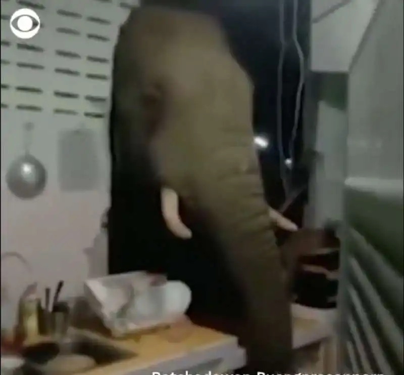 ELEFANTE DENTRO CASA THAILANDIA