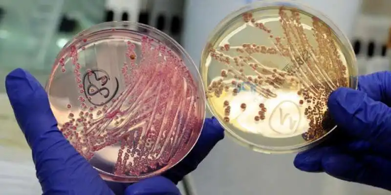 escherichia coli  6