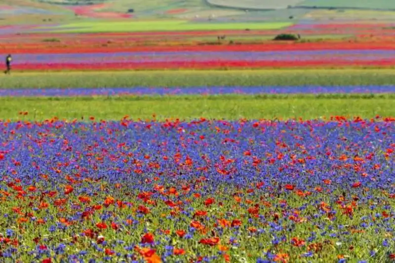 fioriture di lenticchie a castelluccio 2