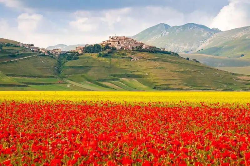 fioriture di lenticchie a castelluccio 5