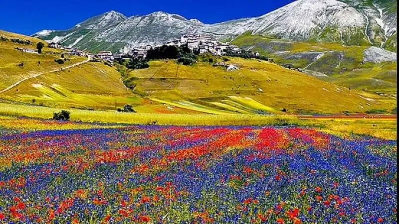 fioriture di lenticchie a castelluccio 7