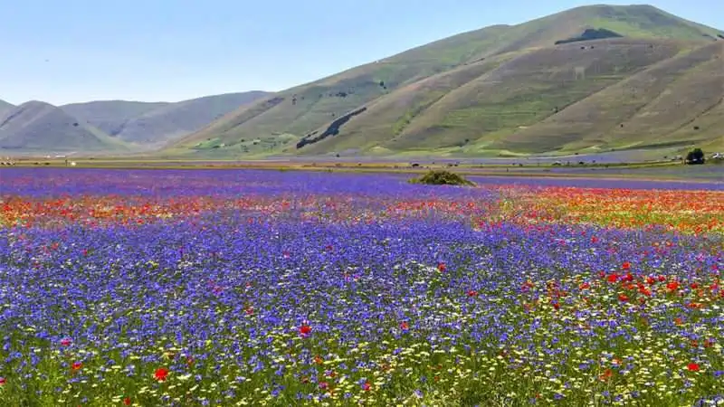 fioriture di lenticchie a castelluccio 9