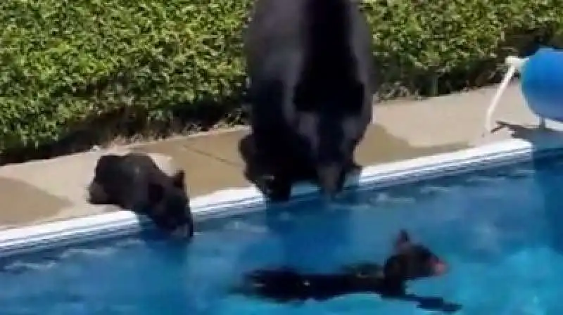 ORSI IN PISCINA ONDATA DI CALORE CANADA