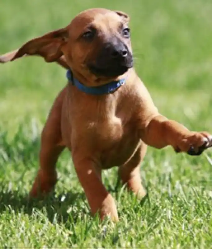 cane muore nell'auto sotto il sole