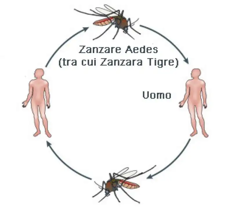 Dengue 2