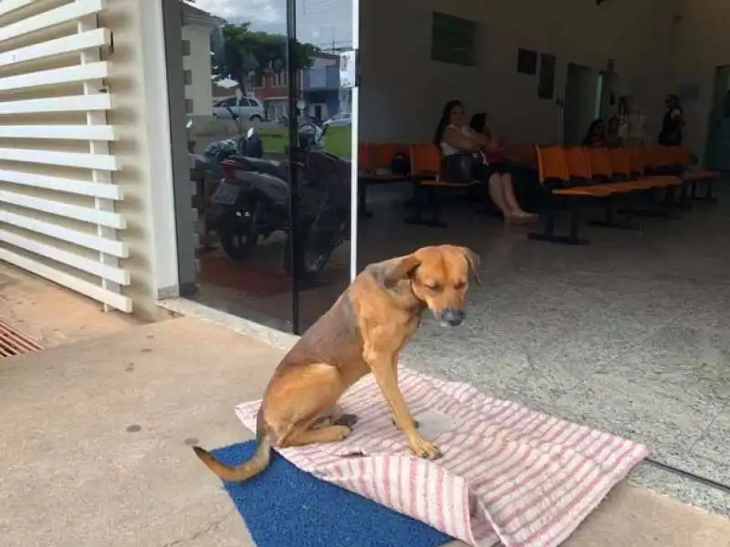 Il cane aspetta il suo padrone