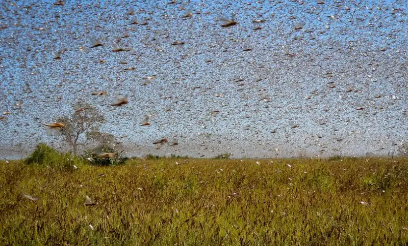 invasione di cavallette in sardegna 