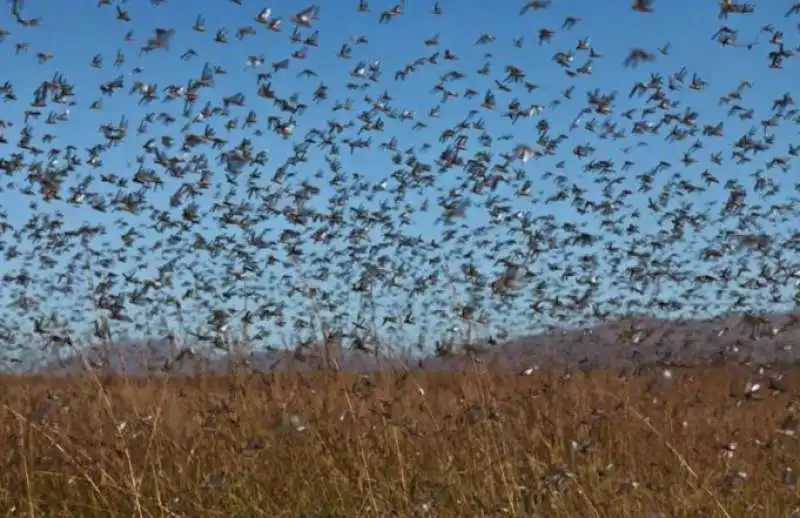 invasione di cavallette in sardegna 