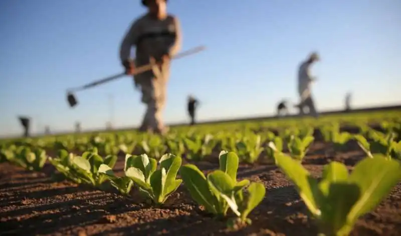 lavoratori agricoli