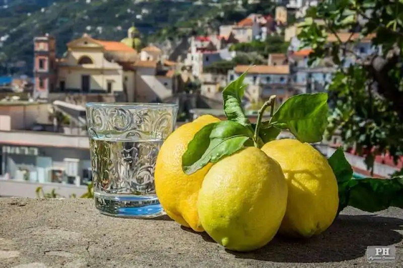 limone sfusato di amalfi 4